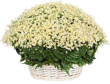 Цветочная композиция из Ромашки в корзине #REPLACE_PRED# Арье